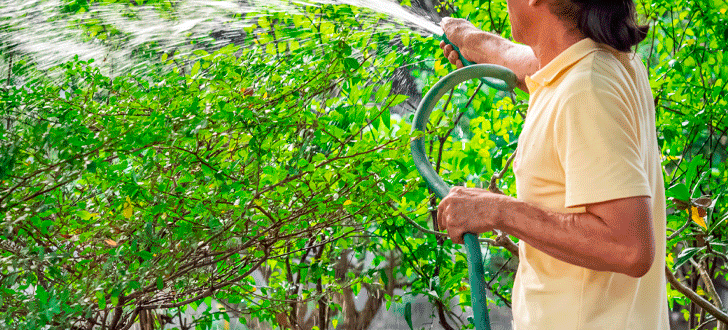 PRIMEIROS PASSOS NA JARDINAGEM: UM GUIA PARA COMEÇAR EM CASA
